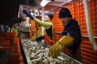 Pêche dans la Manche sur un chalutier