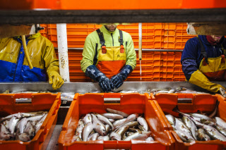 Pêche dans la Manche sur un chalutier