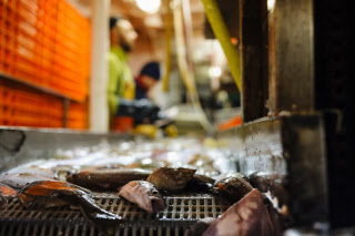 Pêche dans la Manche sur un chalutier