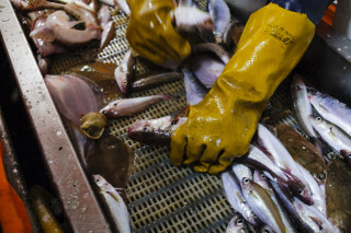 Pêche dans la Manche sur un chalutier