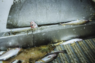 Pêche dans la Manche sur un chalutier