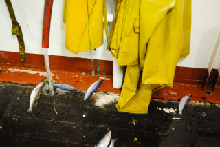 Pêche dans la Manche sur un chalutier
