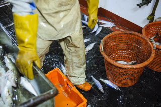 Pêche dans la Manche sur un chalutier