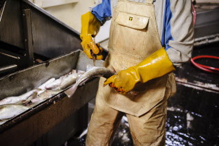 Pêche dans la Manche sur un chalutier
