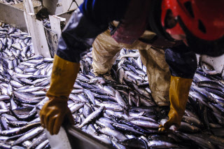 Pêche dans la Manche sur un chalutier