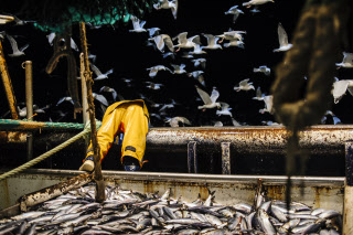 Pêche dans la Manche sur un chalutier