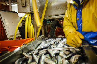 Pêche dans la Manche sur un chalutier