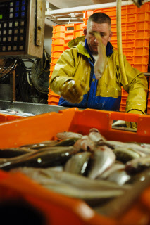 Pêche dans la Manche sur un chalutier