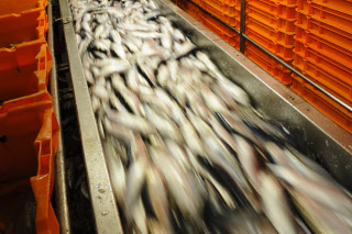 Pêche dans la Manche sur un chalutier