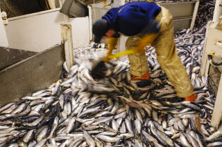 Pêche dans la Manche sur un chalutier