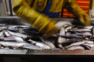 Pêche dans la Manche sur un chalutier