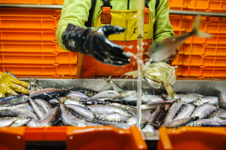 Pêche dans la Manche sur un chalutier