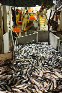 Pêche dans la Manche sur un chalutier