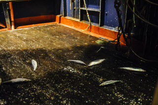 Pêche dans la Manche sur un chalutier