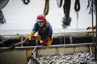 Pêche dans la Manche sur un chalutier