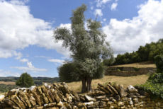 Muret de pierres, Saône-et-Loire