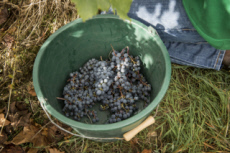Vendanges en Anjou.