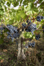 Vendanges en Anjou.