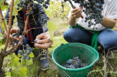 Vendanges en Anjou.