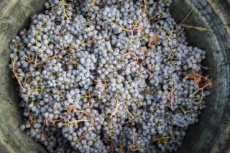 Vendanges en Anjou.