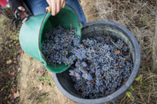 Vendanges en Anjou.