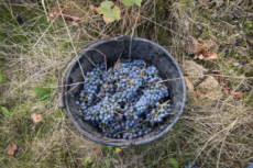 Vendanges en Anjou.