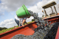 Vendanges en Anjou.
