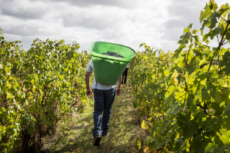 Vendanges en Anjou.