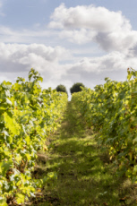 Vendanges en Anjou.