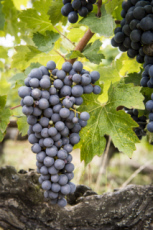 Vendanges en Anjou.