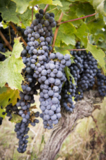 Vendanges en Anjou.