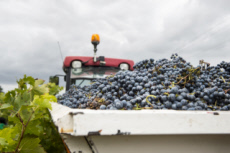 Vendanges en Anjou.