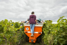 Vendanges en Anjou.