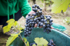 Vendanges en Anjou.