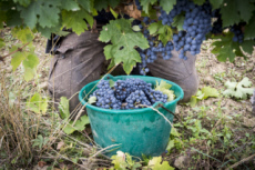 Vendanges en Anjou.
