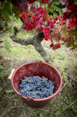 Vendanges en Anjou.