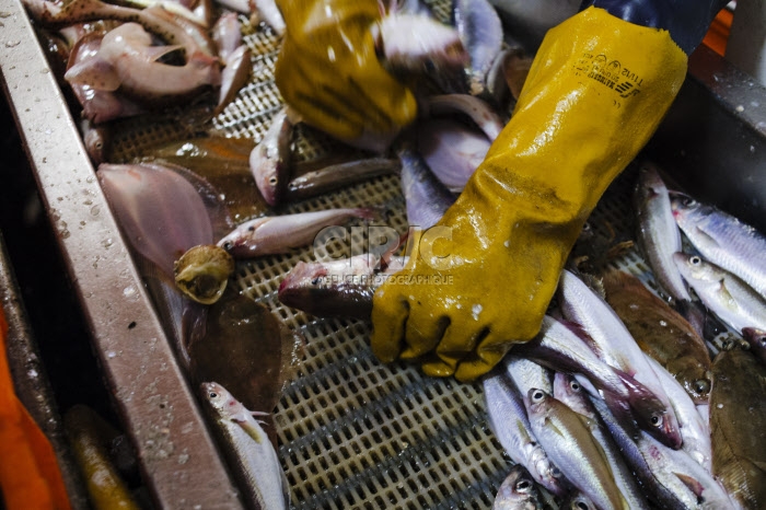 Pêche dans la Manche sur un chalutier