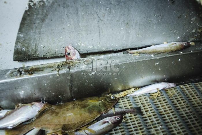 Pêche dans la Manche sur un chalutier