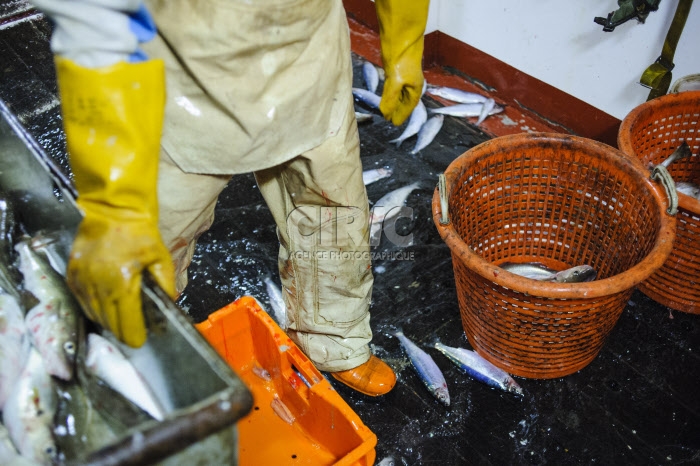 Pêche dans la Manche sur un chalutier