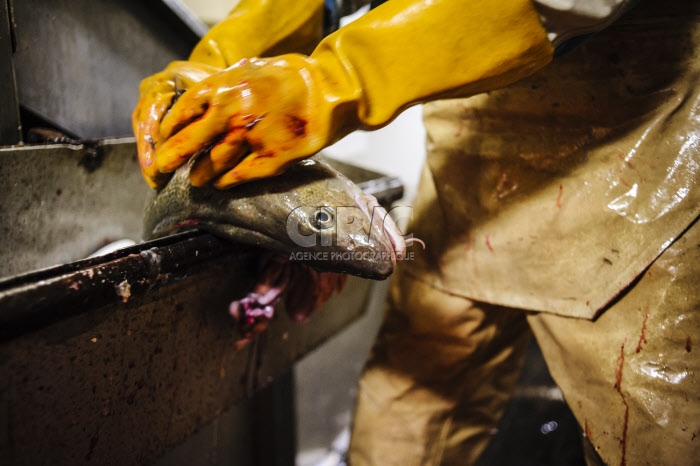 Pêche dans la Manche sur un chalutier