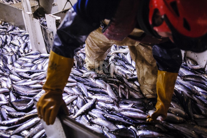 Pêche dans la Manche sur un chalutier