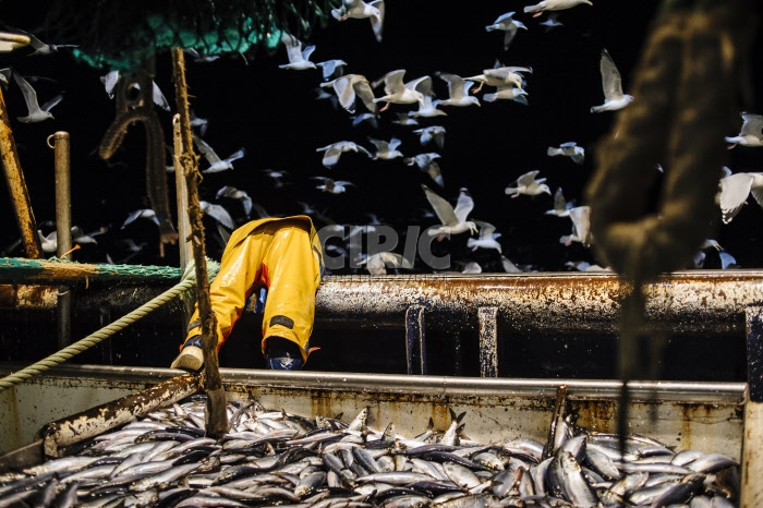 Pêche dans la Manche sur un chalutier