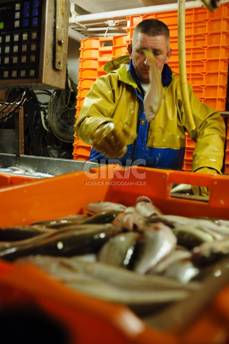 Pêche dans la Manche sur un chalutier