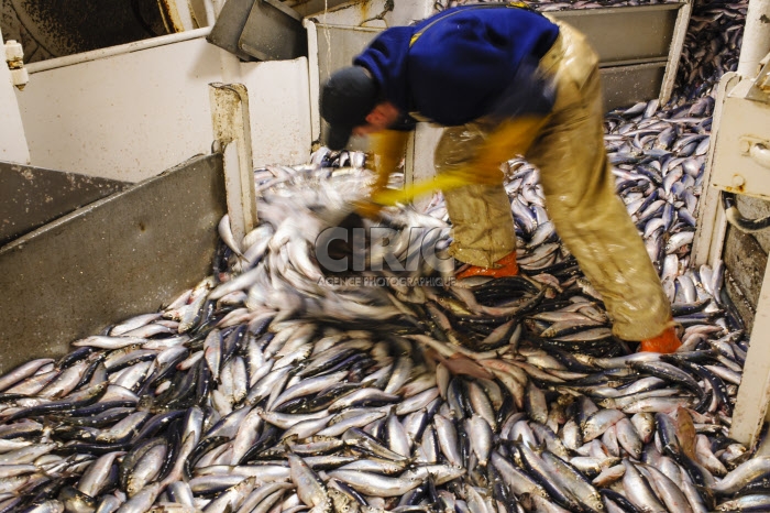 Pêche dans la Manche sur un chalutier