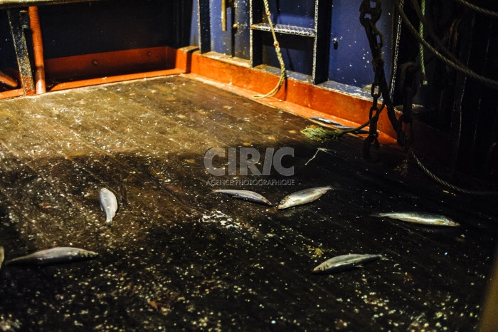 Pêche dans la Manche sur un chalutier