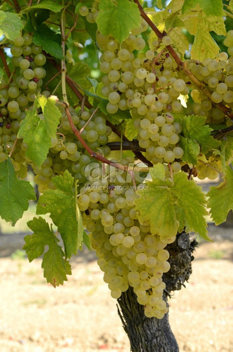 Raisin Chasselas