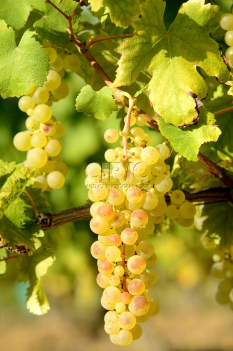 Raisin Chasselas