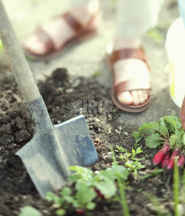 Jardin potager