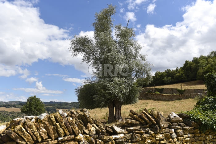 Muret de pierres, Saône-et-Loire