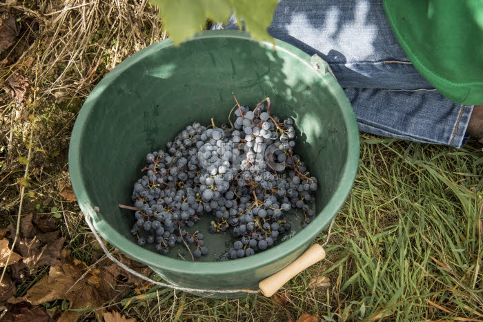 Vendanges en Anjou.